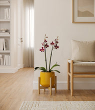 Load image into Gallery viewer, Mustard stand:bamboo
