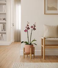 Load image into Gallery viewer, Calm Rose stand:bamboo
