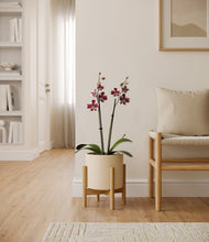 Load image into Gallery viewer, Cream stand:bamboo
