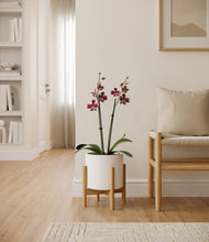 Load image into Gallery viewer, White stand:bamboo
