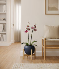 Load image into Gallery viewer, Deep Navy stand:bamboo
