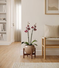 Load image into Gallery viewer, Desert Brown stand:walnut
