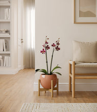 Load image into Gallery viewer, Calm Rose stand:bamboo
