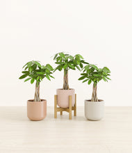 Load image into Gallery viewer, Peach Blossom stand:one_stand
