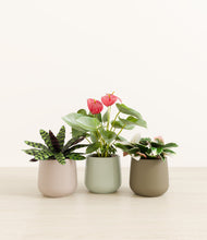 Load image into Gallery viewer, Earthy*****Profile
