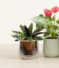 Load image into Gallery viewer, Earthy stand:all
