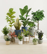 Charger l'image dans la galerie, Earthy stand:five_stands
