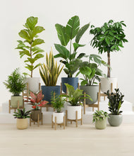 Charger l'image dans la galerie, Earthy stand:nine_stands
