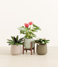 Load image into Gallery viewer, Earthy stand:one_stand
