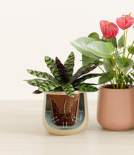 Load image into Gallery viewer, Evening Sky stand:all
