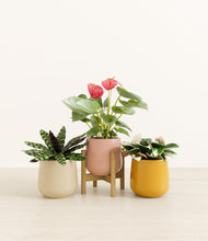 Load image into Gallery viewer, Evening Sky stand:one_stand
