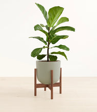 Load image into Gallery viewer, Sage Green stand:walnut
