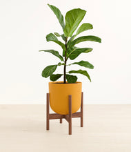 Load image into Gallery viewer, Sunset Orange stand:walnut
