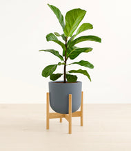Load image into Gallery viewer, Iron Gray stand:bamboo

