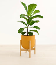 Load image into Gallery viewer, Sunset Orange stand:bamboo

