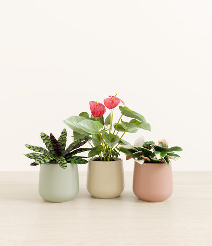 Lily Pad*****Profile