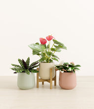 Load image into Gallery viewer, Lily Pad stand:one_stand
