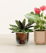 Load image into Gallery viewer, Peach Blossom stand:all
