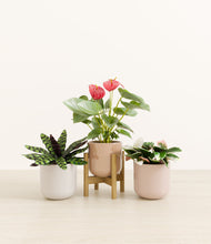 Load image into Gallery viewer, Peach Blossom stand:one_stand
