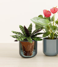 Load image into Gallery viewer, Pebble Shore stand:all
