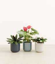 Load image into Gallery viewer, Pebble Shore*****Profile
