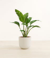 Load image into Gallery viewer, Natural Bamboo*****Profile
