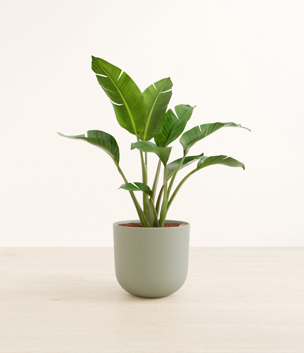 Sage Green*****Profile