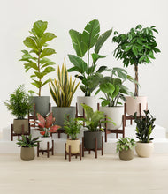 Charger l'image dans la galerie, Woodland stand:nine_stands
