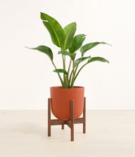 Load image into Gallery viewer, Earth Red stand:walnut
