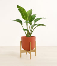 Load image into Gallery viewer, Earth Red stand:bamboo
