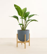 Load image into Gallery viewer, Iron Gray stand:bamboo
