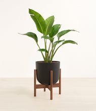 Load image into Gallery viewer, Stone Black stand:walnut
