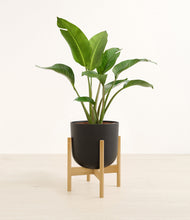 Load image into Gallery viewer, Stone Black stand:bamboo
