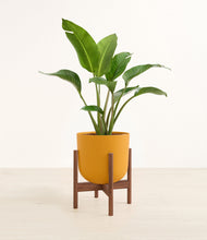 Load image into Gallery viewer, Sunset Orange stand:walnut
