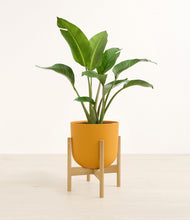 Load image into Gallery viewer, Sunset Orange stand:bamboo
