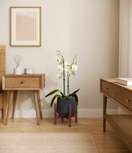 Load image into Gallery viewer, Deep Navy stand:walnut
