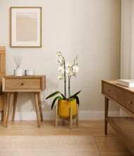 Load image into Gallery viewer, Mustard stand:bamboo
