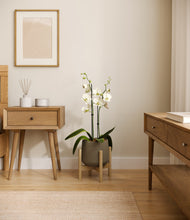 Load image into Gallery viewer, Olive stand:bamboo
