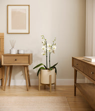 Load image into Gallery viewer, Cream stand:bamboo
