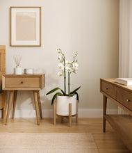 Load image into Gallery viewer, White stand:bamboo
