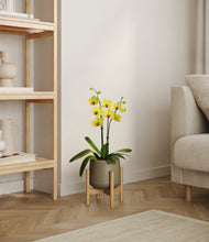 Load image into Gallery viewer, Olive stand:bamboo

