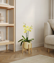 Load image into Gallery viewer, Almond Green stand:bamboo
