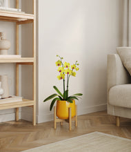 Load image into Gallery viewer, Mustard stand:bamboo

