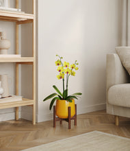Load image into Gallery viewer, Mustard stand:walnut
