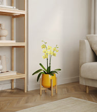Load image into Gallery viewer, Mustard stand:bamboo
