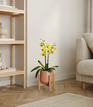 Load image into Gallery viewer, Calm Rose stand:bamboo
