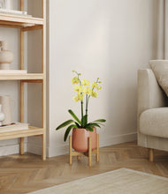 Load image into Gallery viewer, Calm Rose stand:bamboo
