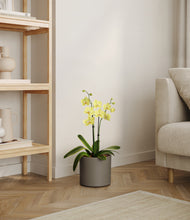 Load image into Gallery viewer, Dark Olive
