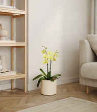 Load image into Gallery viewer, Cream
