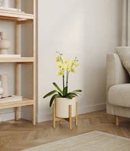 Load image into Gallery viewer, Cream stand:bamboo
